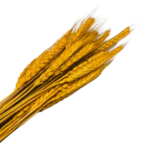 Dried Wheat Grass Yellow (Pack of 60pcs) - BNBA