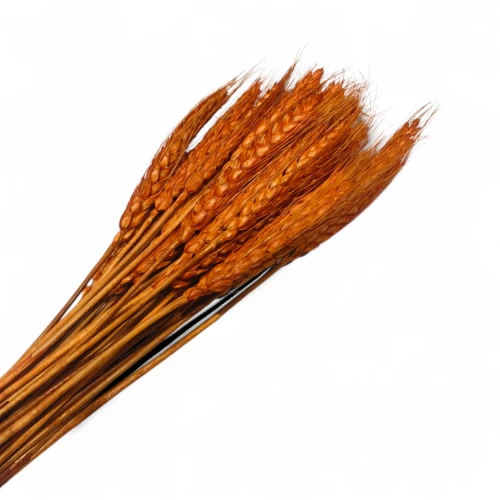 Dried Wheat Grass Orange (Pack of 60pcs) - BNBA